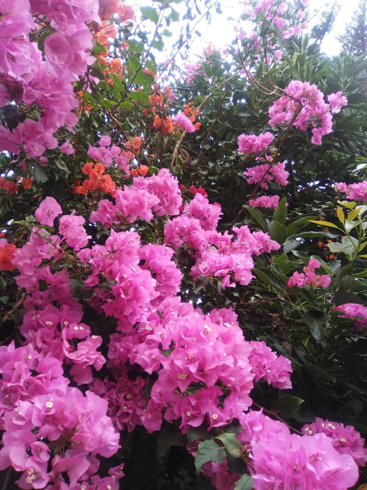 Mar De Flores Vega de San Mateo Buitenkant foto
